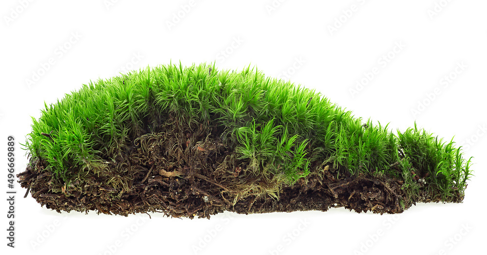 Fresh green forest moss isolated on a white background, close-up. Fresh green forest moss isolated on a white background, close-up.