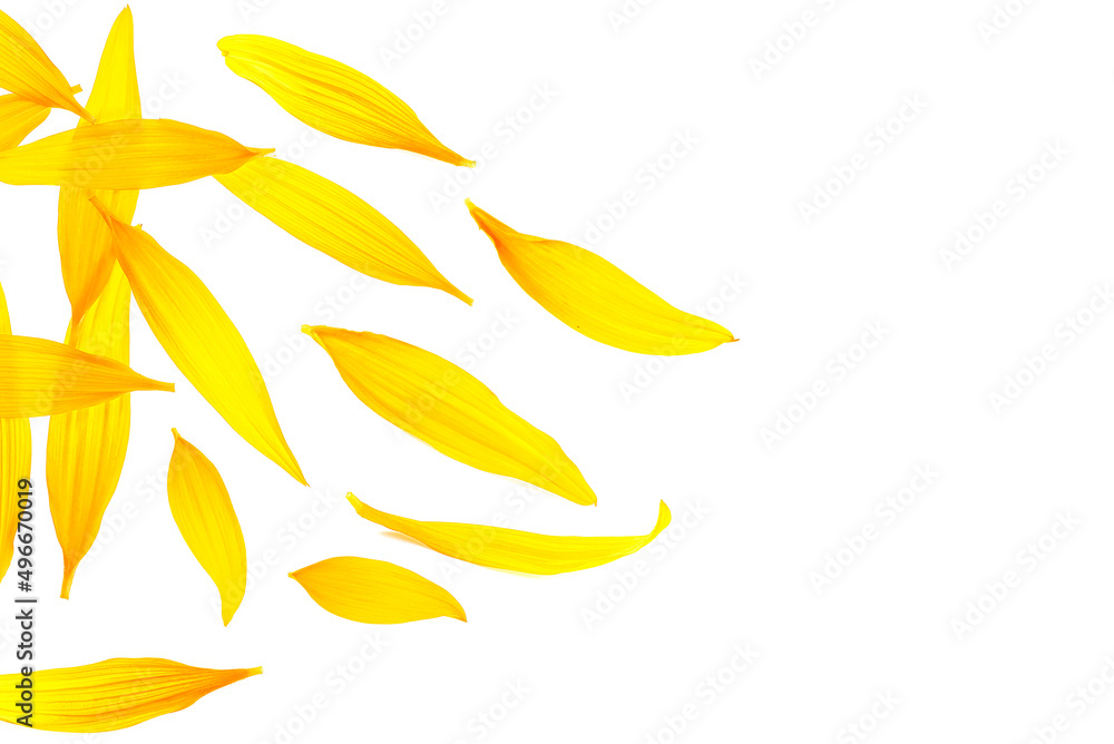 Top view of fresh sunflower petals isolated on a white background. Yellow petals. Top view of fresh sunflower petals isolated on a white background. Yellow petals.