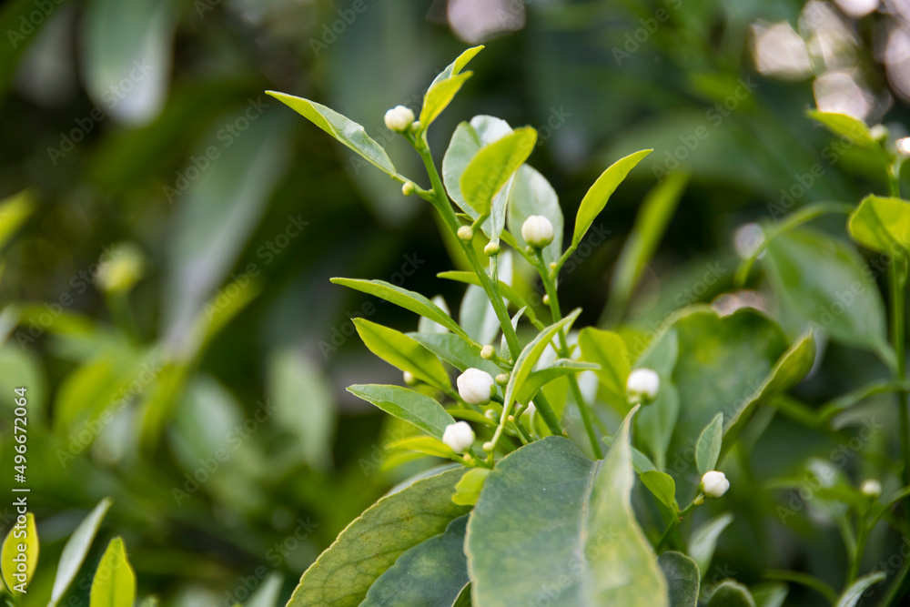 Obraz premium Flowering of Oranges 