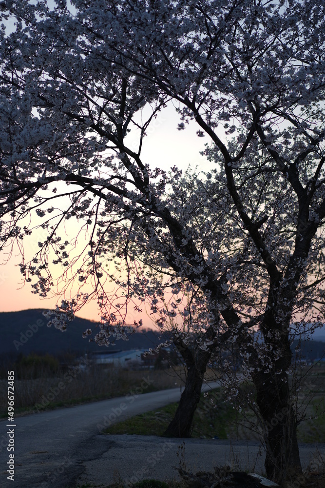 sunset in the forest