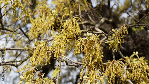 Canvastavla Close up Mount Tabor Oak tree or quercus ithaburensis in Israel