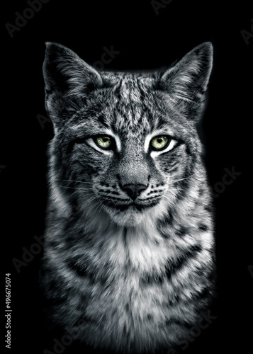 bnw portait of a lynx