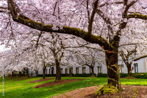 Olympia WA USA - 03-24-2022: Yoshino Flowering Cherry Trees outside the John A Cherberg Building