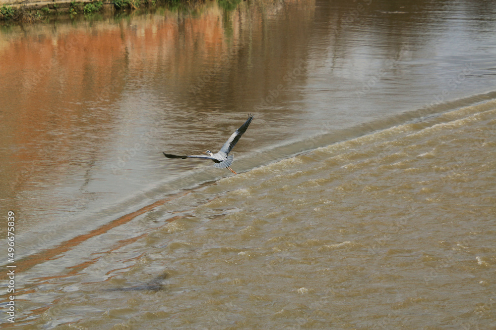 A view of a Grey Heron by the River Dee in Chester A view of a Grey Heron by the River Dee in Chester