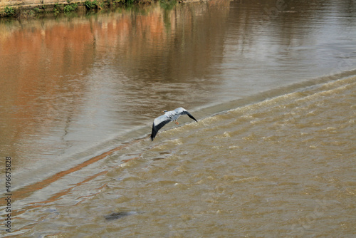 A view of a Grey Heron by the River Dee in Chester