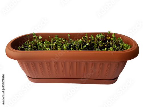 Wallpaper Mural Microgreens radish. Fresh healthy food. Growing food. Spring season. Healthy meal. box of microgreens Torontodigital.ca