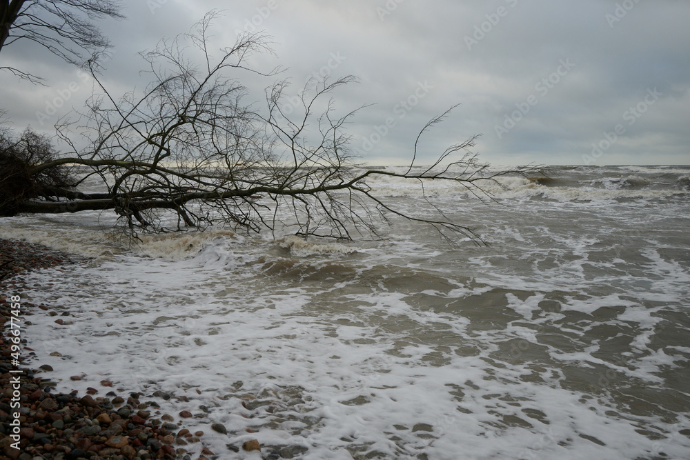 Powalone drzewo, wyrwane z korzeniami przez huragan i smagane sztormem leży na morskiej plaży. Powalone drzewo, wyrwane z korzeniami przez huragan i smagane sztormem leży na morskiej plaży.