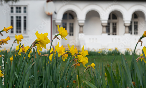 A lot of yellow daffodils Narcissus flowers in front of a white house with a beautiful garden. Landscaping ideas.