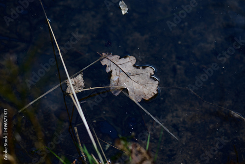 Suche liście na tafli jeziora. Wiosna. photo