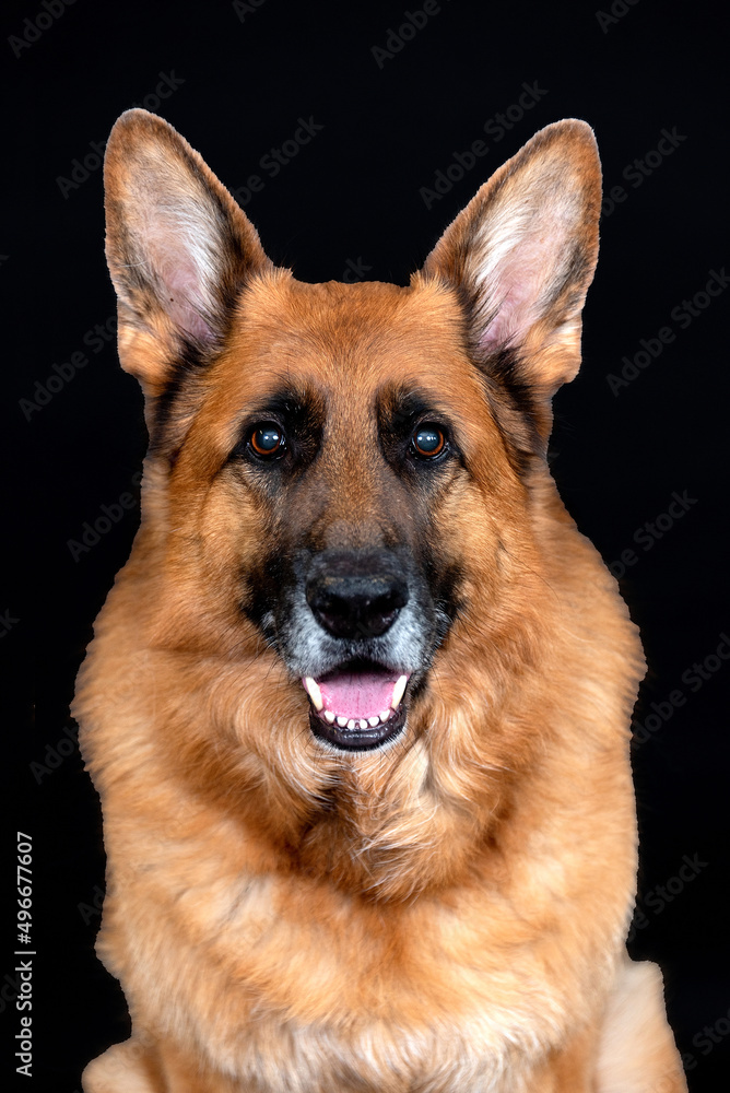 The German Shepherd Dog, commonly shortened to German Shepherd, The German Shepherd Dog, commonly shortened to German Shepherd,