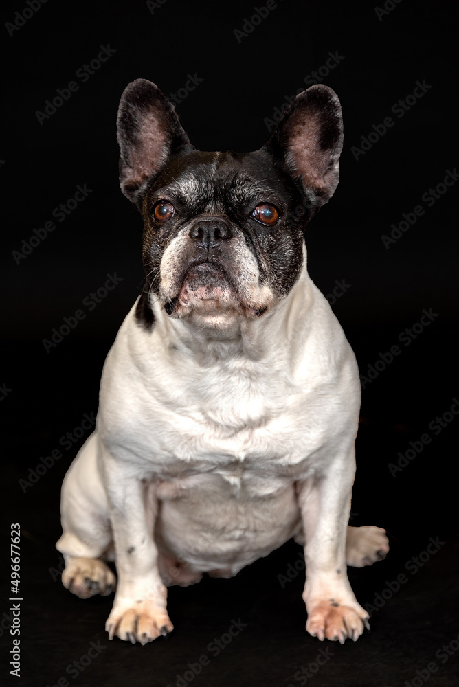 The bulldog français is a recognized breed of dog of the Molosser