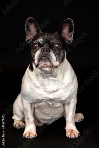 The bulldog français is a recognized breed of dog of the Molosser © Mauro Marletto