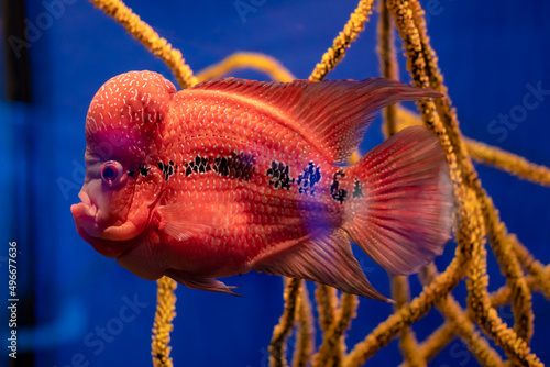 Sea red fish with a large forehead in an aquarium on a blue background. photo