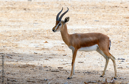 Dorcas gazelle (Gazella dorcas) inhabits nature desert reserves in the Middle East. Expanding human civilization is a major threat to populations of this species
