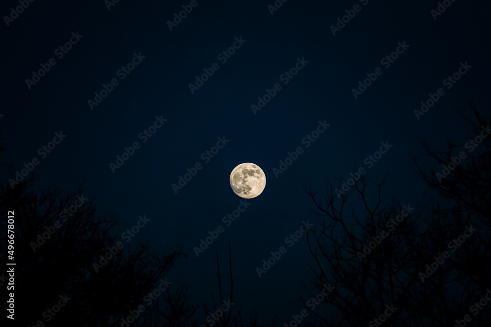 HD dramatic full moon at night, dark blue background, tree silhouettes HD dramatic full moon at night, dark blue background, tree silhouettes
