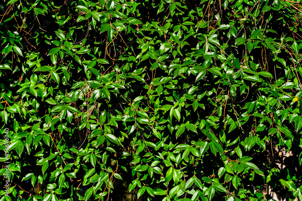 green foliage texture background. freshness and environment pattern