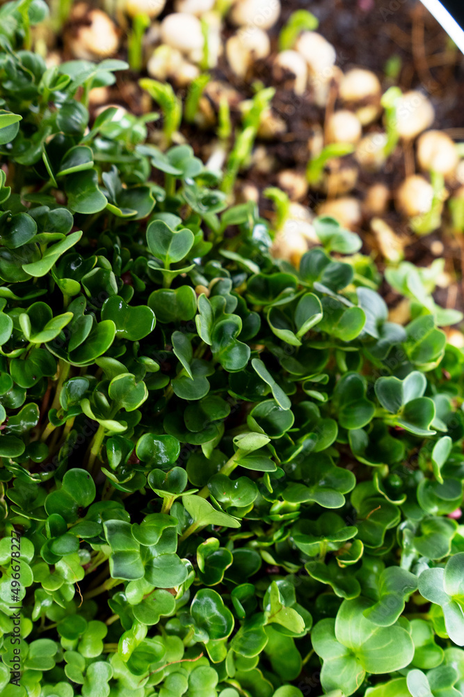 Growing microgreens in container at home. Gardener planting young seedlings in vegetable garden. Micro greens on coconut substrate. Home gardening. Growing healthy food concept. Selective focus. Growing microgreens in container at home. Gardener planting young seedlings in vegetable garden. Micro greens on coconut substrate. Home gardening. Growing healthy food concept. Selective focus.