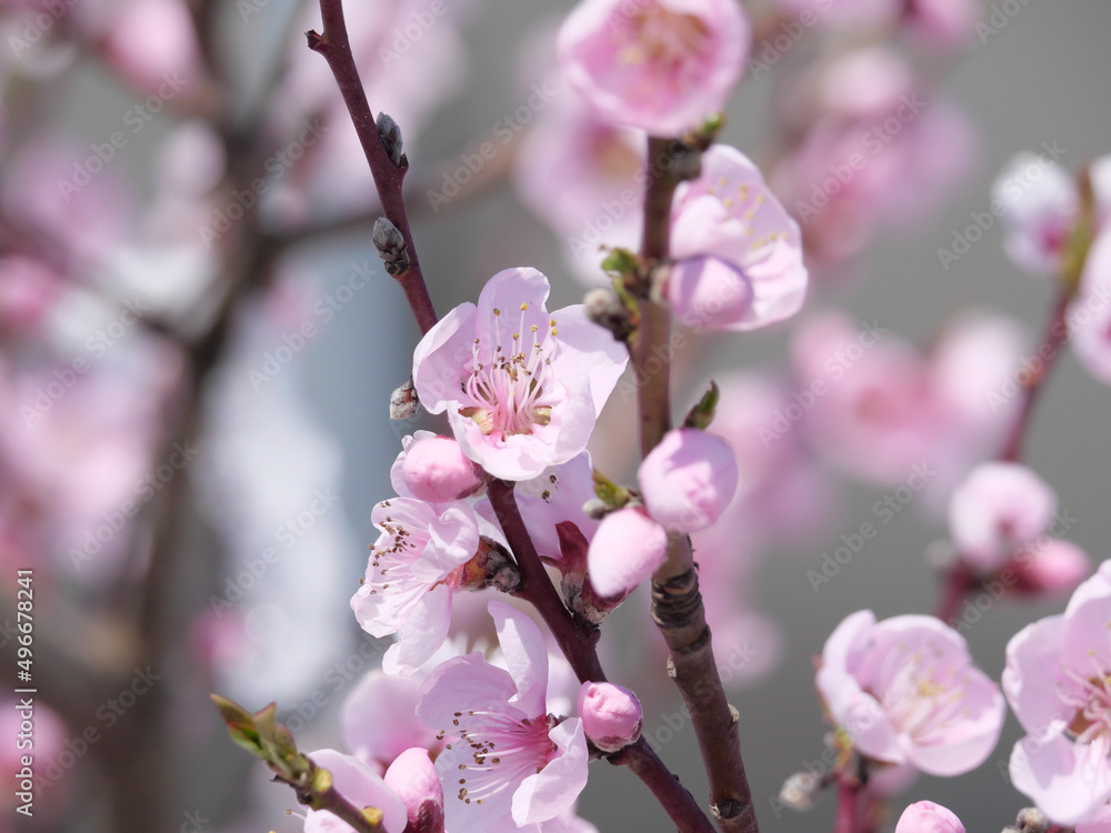 Closeup der rosa Blüten einer Blutpflaume (Prunus cerasifera) im Frühling