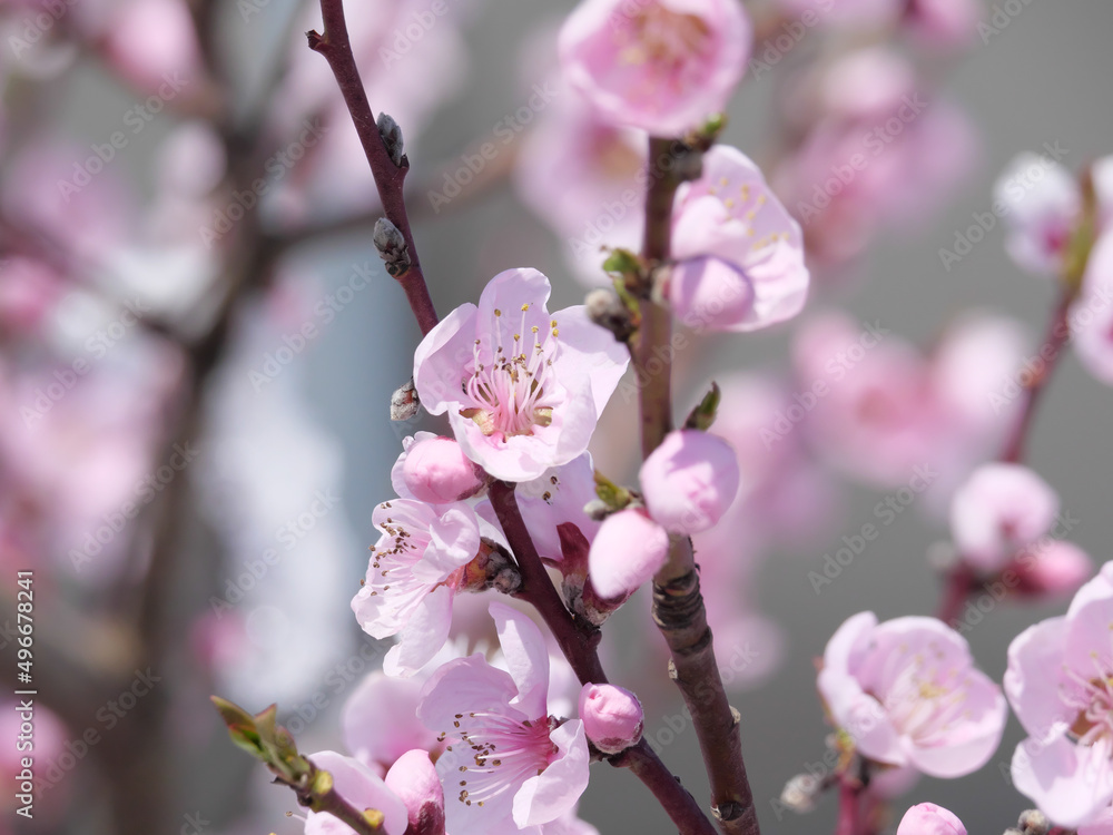 Closeup der rosa Blüten einer Blutpflaume (Prunus cerasifera) im Frühling Closeup der rosa Blüten einer Blutpflaume (Prunus cerasifera) im Frühling