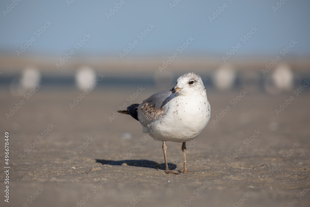 Seagull on the Beach