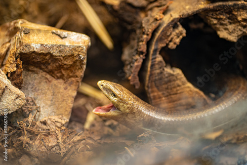 A closeup of the sheltopusik, Pseudopus apodus, also called Pallas' glass lizard photo