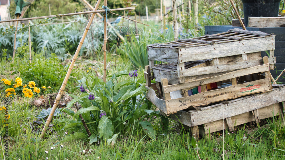 In the vegetable garden in early spring, crates stacked on the ground and flowering comfrey, friend of the garden In the vegetable garden in early spring, crates stacked on the ground and flowering comfrey, friend of the garden