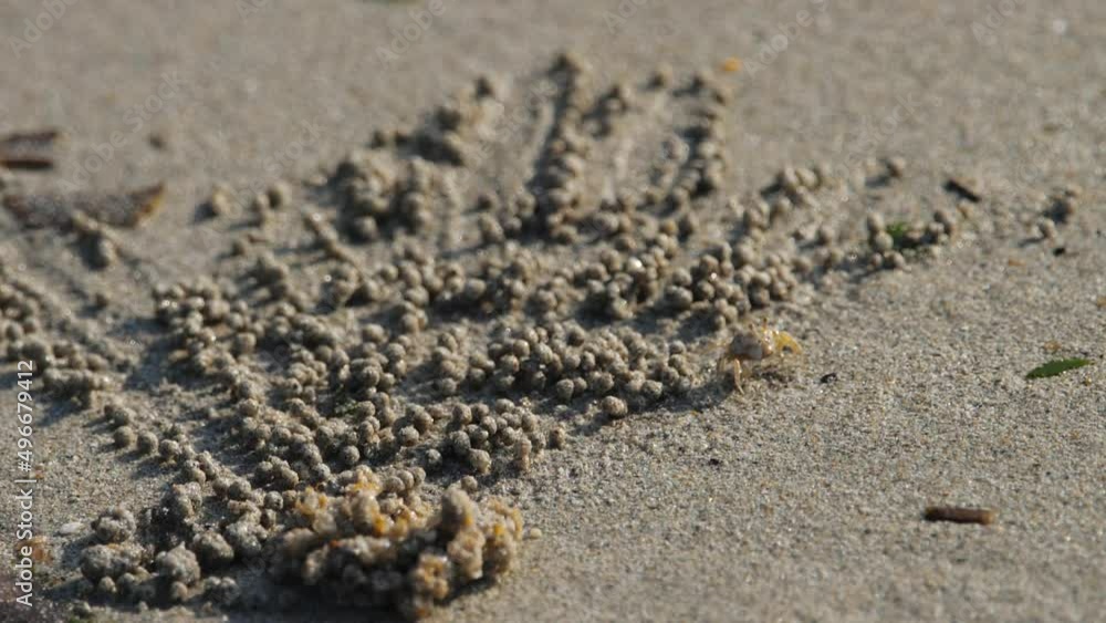 Crabs make sand balls Crabs make sand balls
