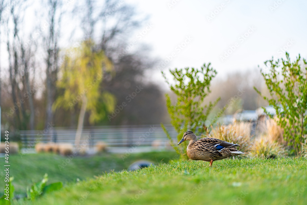 Obraz premium Duch on the green grass. wild duck on a green meadow