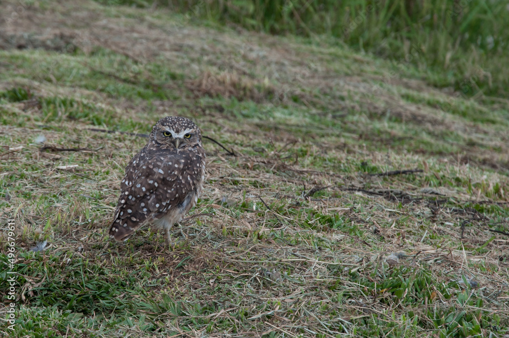 burrowing owl in the field in caxias do sul , brazil burrowing owl in the field in caxias do sul , brazil
