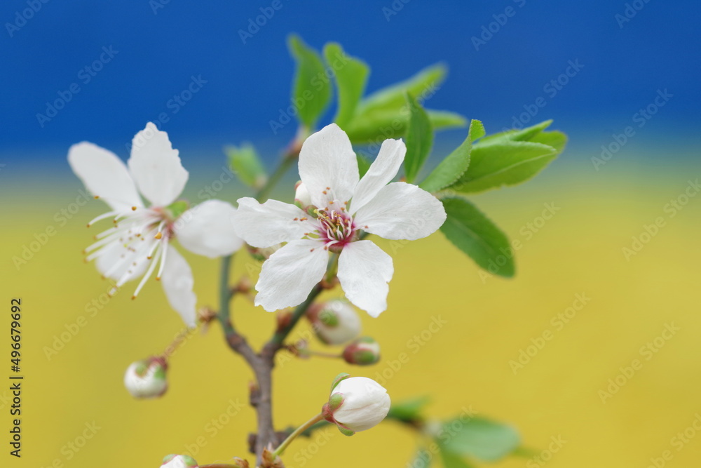 Fototapeta premium Flowering branch against the background of the national flag of Ukraine