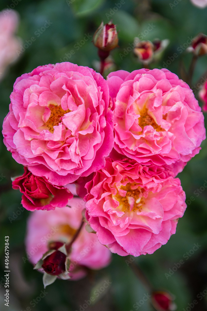 Bright pink roses