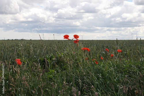 Red poppies in a field set against a cloudy blue sky 