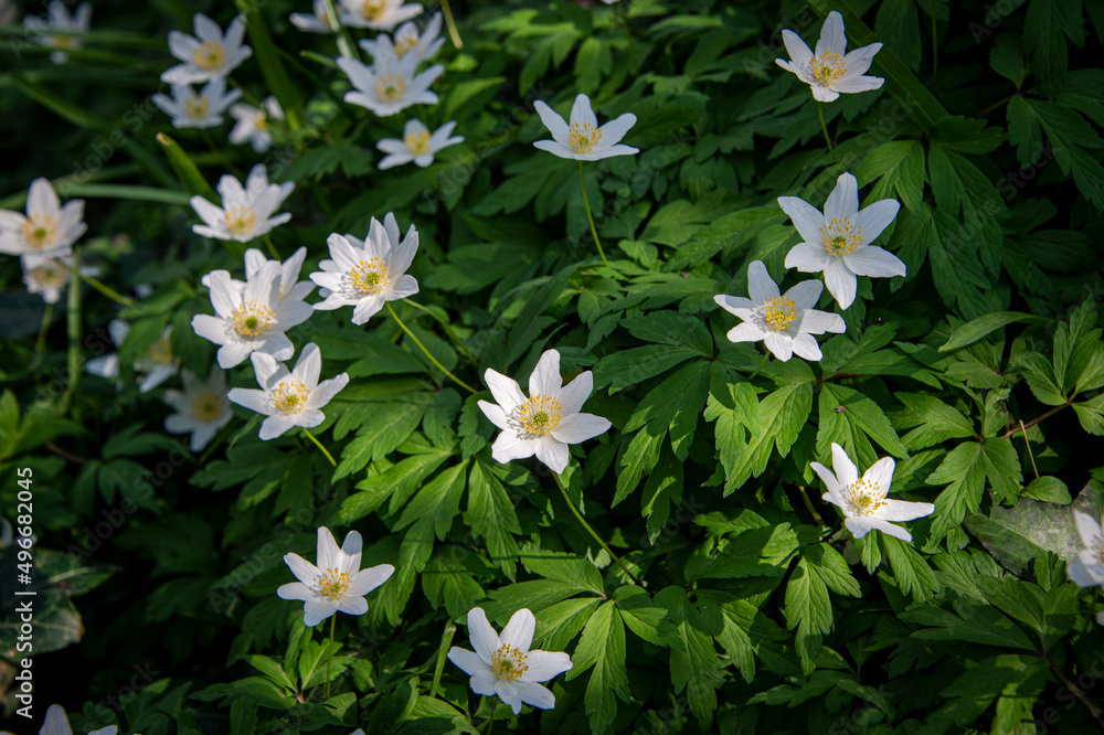 Wood Anemone in the spring sunshine. Wood Anemone in the spring sunshine.