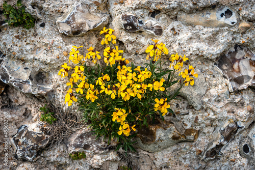 Konstfotografi aegean wallflower, yellow flower against a flint wall.
