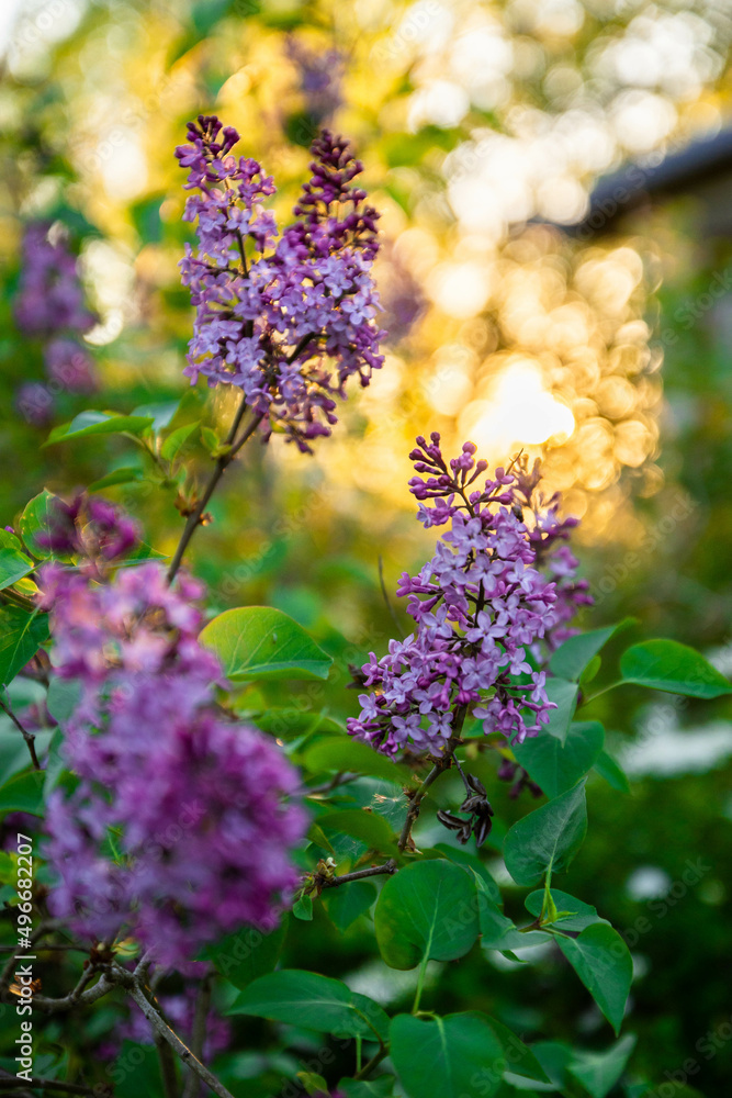 Obraz premium Lilacs