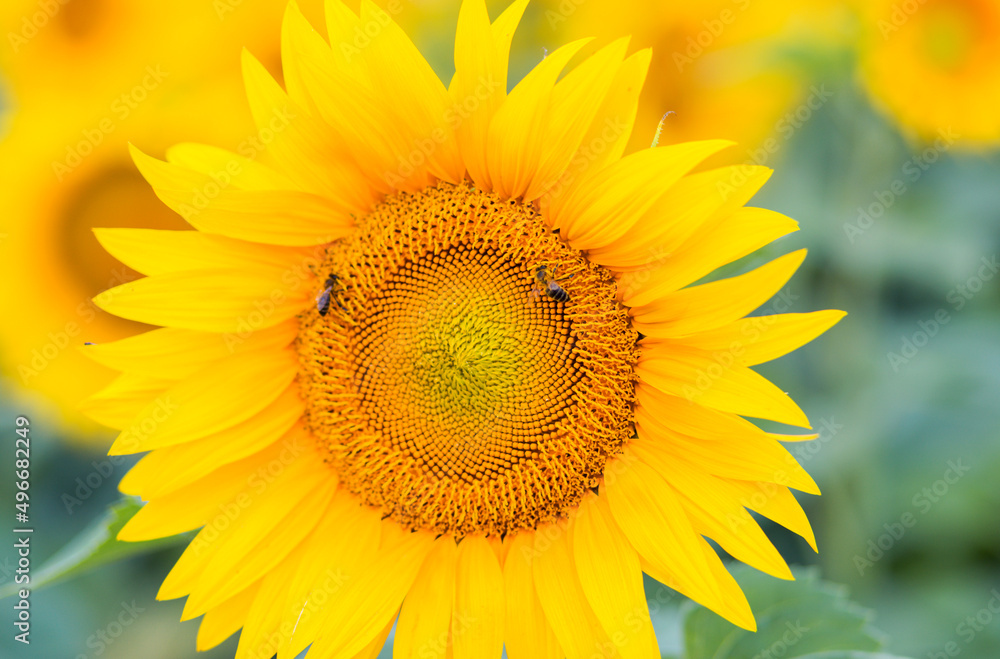 A bee on a sunflower close-up. Horizontal photo