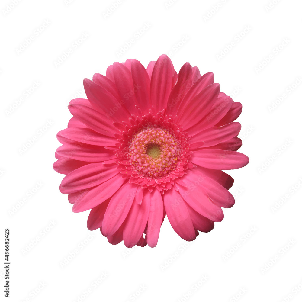Beautiful vector image of a gerbera flower on white background. Beautiful vector image of a gerbera flower on white background.