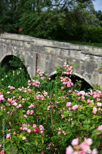 Old bridge with pink roses
