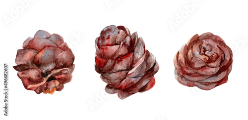 Botanical set watercolor illustrations of pine cones. Pine cone on a white background.