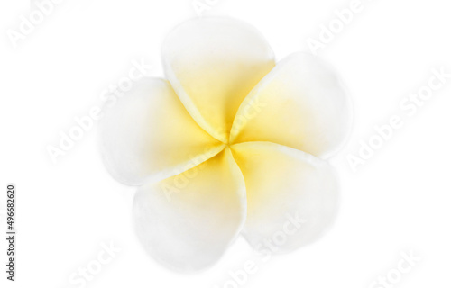 close up of the Frangipani Jepun flower isolated on white
