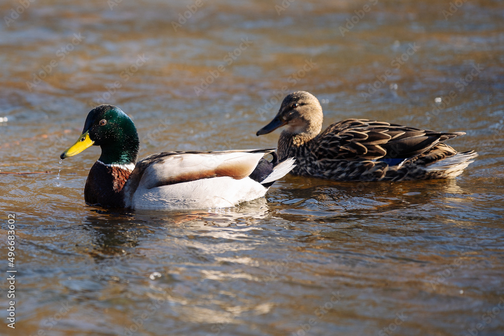 Fototapeta premium ducks in the water