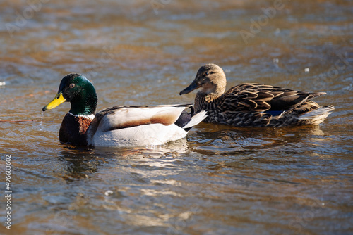 ducks in the water