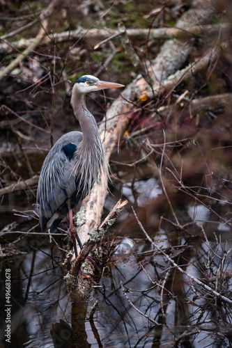 A great blue heron perches on a log in a marsh.