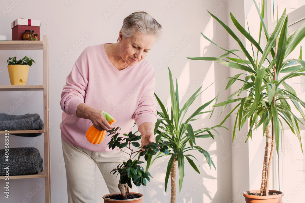 Senior woman watering houseplants at home Senior woman watering houseplants at home