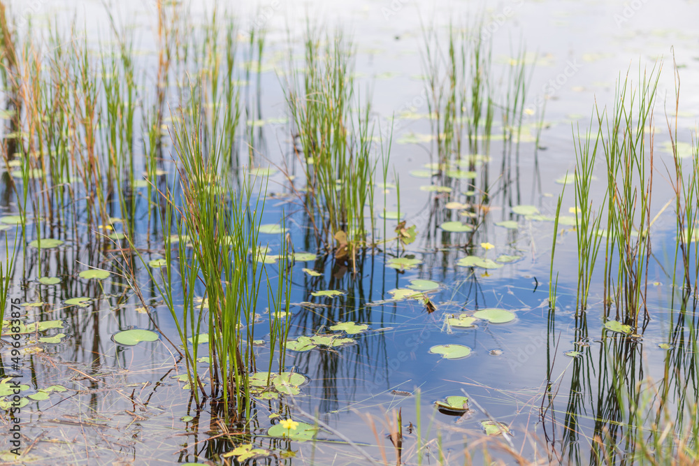 reeds in the water reeds in the water