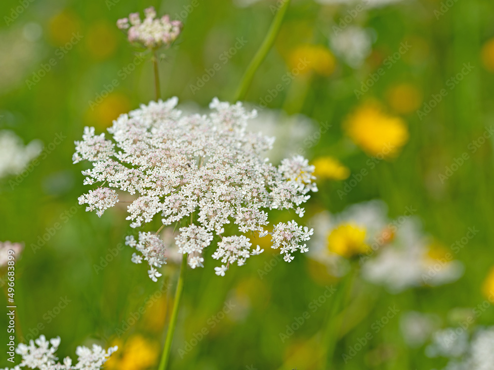 Blühende Wilde Möhre, Daucus carota Blühende Wilde Möhre, Daucus carota