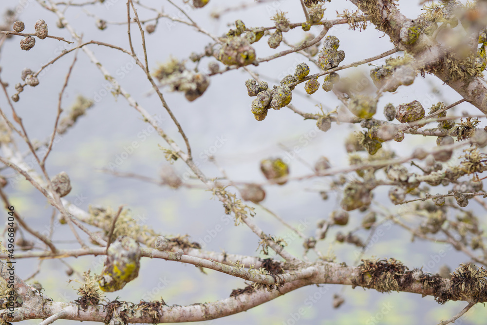 tree in bloom