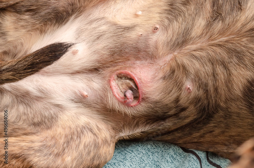 Murais de parede Ruptured Canine Mammary Gland Tumor