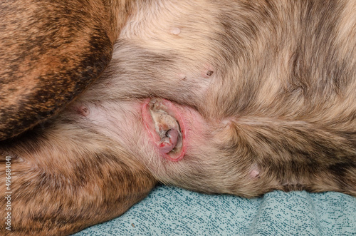 Ruptured Canine Mammary Gland Tumor. Doggie breast cancer. Pre-op photos photo