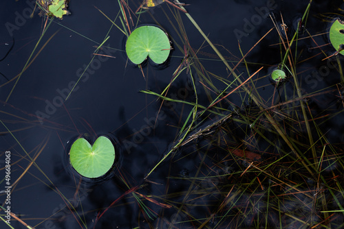 Lotus leaves in water